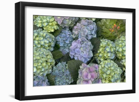 Hydrangea Close-Up of Flowers-null-Framed Photographic Print