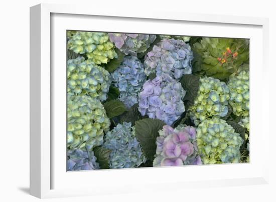 Hydrangea Close-Up of Flowers-null-Framed Photographic Print