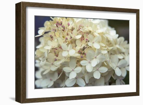 Hydrangea Delight I-Felicity Bradley-Framed Art Print