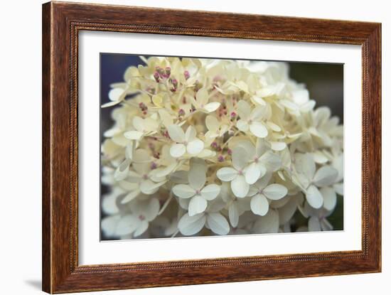 Hydrangea Delight I-Felicity Bradley-Framed Art Print