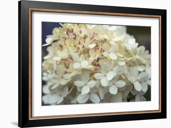 Hydrangea Delight I-Felicity Bradley-Framed Art Print