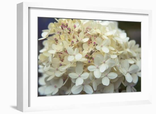 Hydrangea Delight I-Felicity Bradley-Framed Art Print