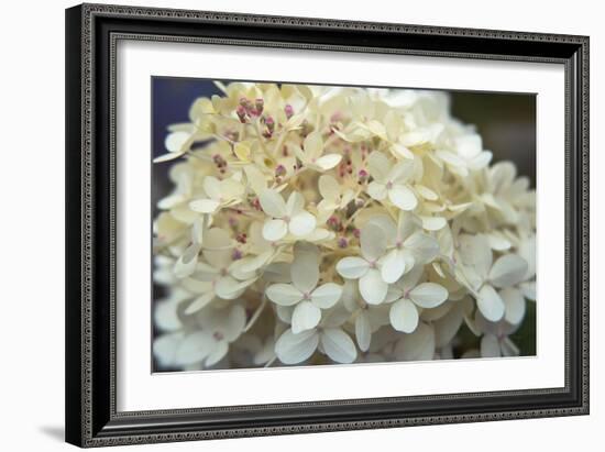 Hydrangea Delight I-Felicity Bradley-Framed Art Print