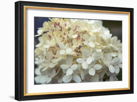 Hydrangea Delight I-Felicity Bradley-Framed Art Print