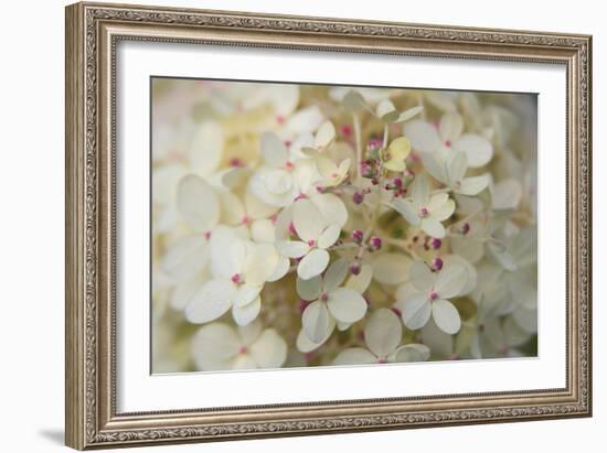 Hydrangea Delight II-Felicity Bradley-Framed Art Print