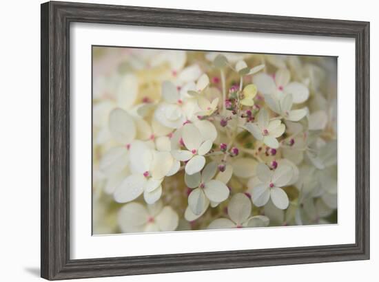 Hydrangea Delight II-Felicity Bradley-Framed Art Print