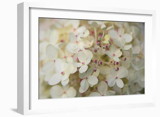 Hydrangea Delight II-Felicity Bradley-Framed Art Print