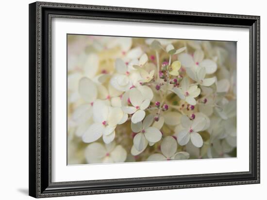 Hydrangea Delight II-Felicity Bradley-Framed Art Print