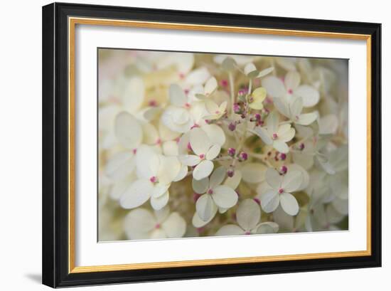 Hydrangea Delight II-Felicity Bradley-Framed Art Print