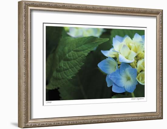 Hydrangea Detail 2-Stacy Bass-Framed Giclee Print