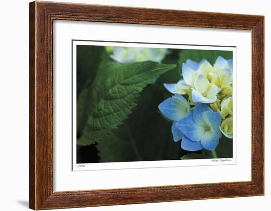 Hydrangea Detail 2-Stacy Bass-Framed Giclee Print