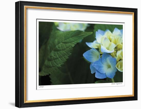 Hydrangea Detail 2-Stacy Bass-Framed Giclee Print