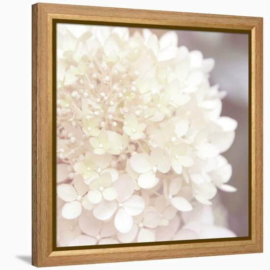 Hydrangea Dream I-Laura Marshall-Framed Stretched Canvas