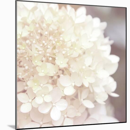 Hydrangea Dream I-Laura Marshall-Mounted Art Print