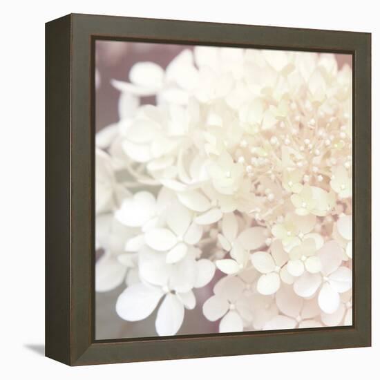 Hydrangea Dream II-Laura Marshall-Framed Stretched Canvas