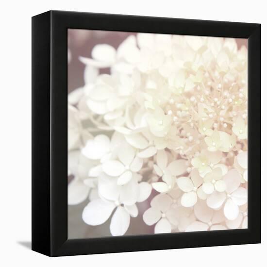 Hydrangea Dream II-Laura Marshall-Framed Stretched Canvas