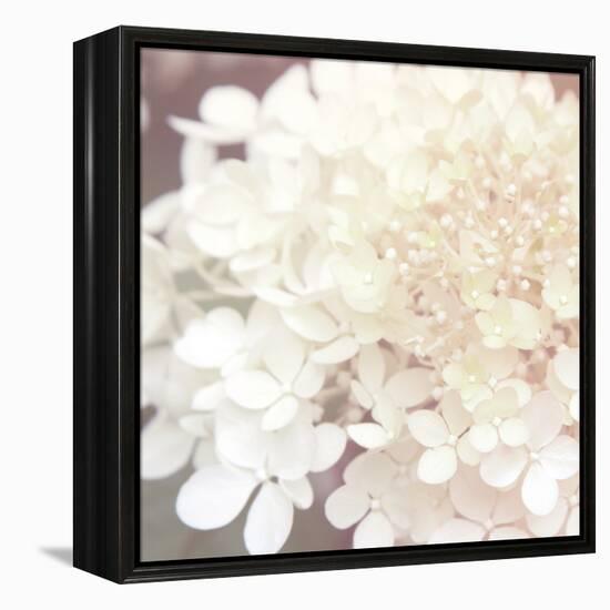 Hydrangea Dream II-Laura Marshall-Framed Stretched Canvas