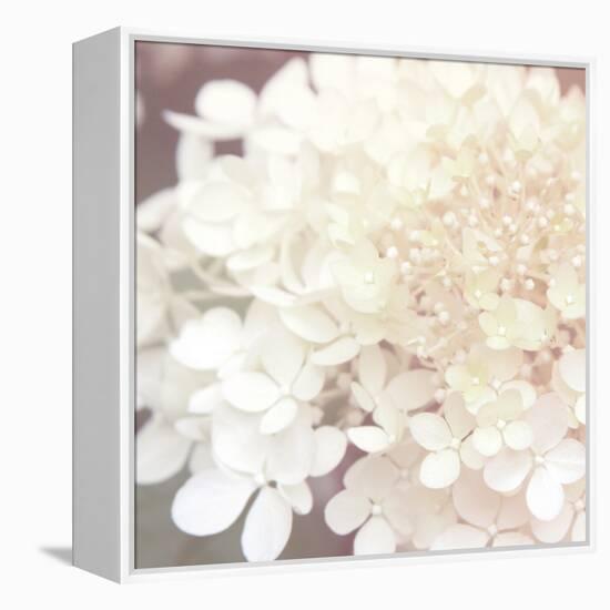 Hydrangea Dream II-Laura Marshall-Framed Stretched Canvas