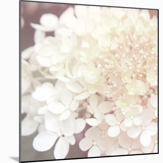 Hydrangea Dream II-Laura Marshall-Mounted Art Print