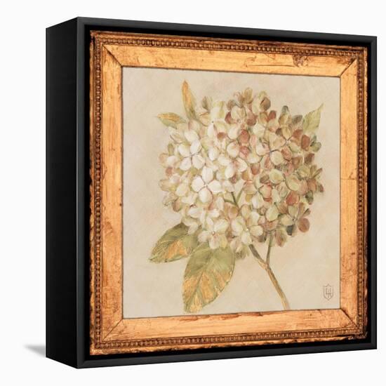 Hydrangea Floret Detail-Lauren Hamilton-Framed Stretched Canvas