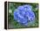 Hydrangea Flowerhead-Tony Craddock-Framed Premier Image Canvas