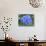 Hydrangea Flowerhead-Tony Craddock-Photographic Print displayed on a wall