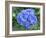 Hydrangea Flowerhead-Tony Craddock-Framed Photographic Print