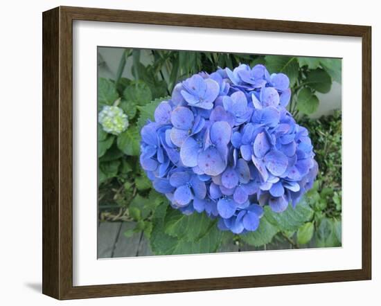 Hydrangea Flowerhead-Tony Craddock-Framed Photographic Print