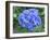 Hydrangea Flowerhead-Tony Craddock-Framed Photographic Print