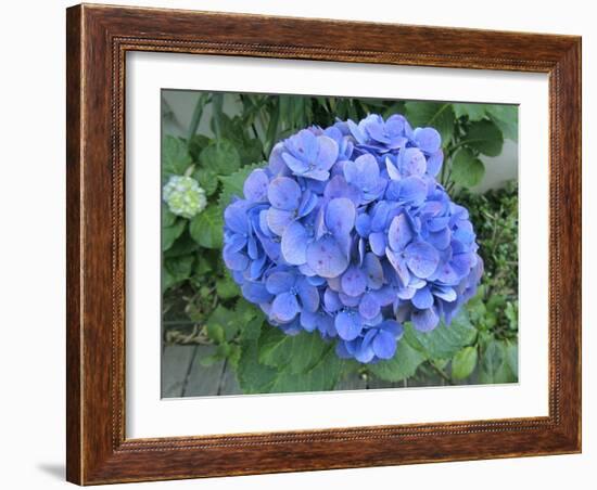 Hydrangea Flowerhead-Tony Craddock-Framed Photographic Print