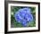 Hydrangea Flowerhead-Tony Craddock-Framed Photographic Print