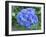 Hydrangea Flowerhead-Tony Craddock-Framed Photographic Print