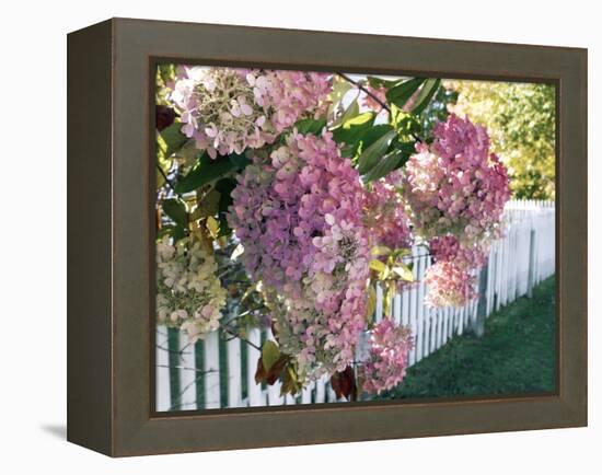 Hydrangea Garden Flowers-Tony Craddock-Framed Premier Image Canvas