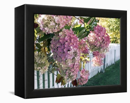 Hydrangea Garden Flowers-Tony Craddock-Framed Premier Image Canvas