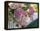 Hydrangea Garden Flowers-Tony Craddock-Framed Premier Image Canvas
