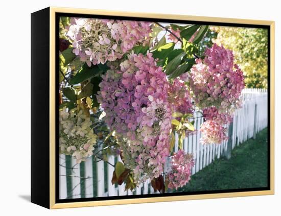 Hydrangea Garden Flowers-Tony Craddock-Framed Premier Image Canvas