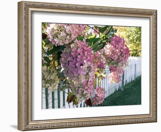 Hydrangea Garden Flowers-Tony Craddock-Framed Photographic Print