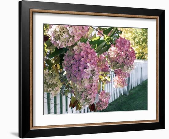 Hydrangea Garden Flowers-Tony Craddock-Framed Photographic Print