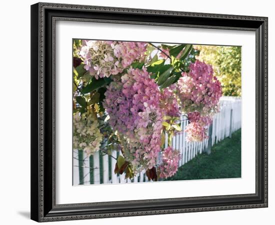 Hydrangea Garden Flowers-Tony Craddock-Framed Photographic Print