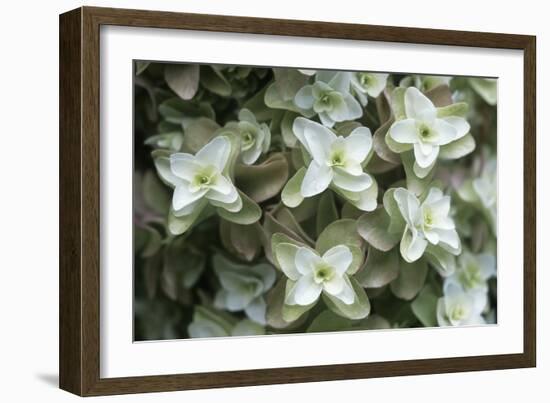 Hydrangea 'Grandiflora'-Maxine Adcock-Framed Photographic Print