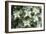 Hydrangea 'Grandiflora'-Maxine Adcock-Framed Photographic Print