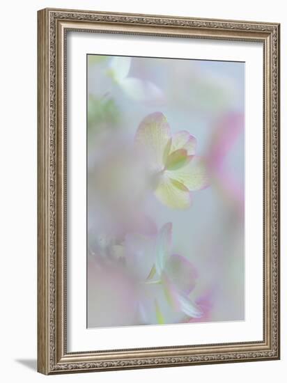 Hydrangea I-Kathy Mahan-Framed Photographic Print