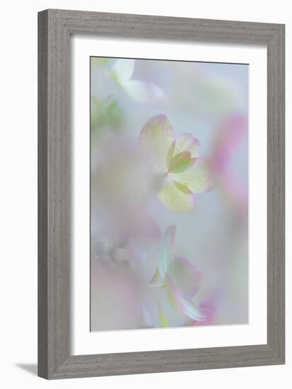 Hydrangea I-Kathy Mahan-Framed Photographic Print