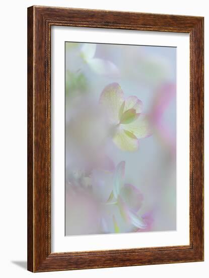 Hydrangea I-Kathy Mahan-Framed Photographic Print