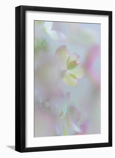 Hydrangea I-Kathy Mahan-Framed Photographic Print