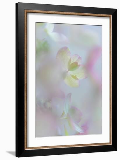 Hydrangea I-Kathy Mahan-Framed Photographic Print