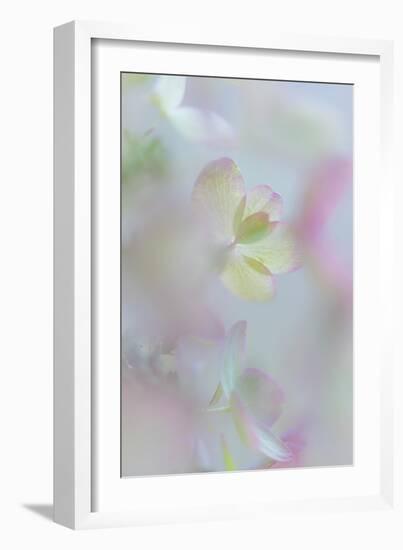 Hydrangea I-Kathy Mahan-Framed Photographic Print