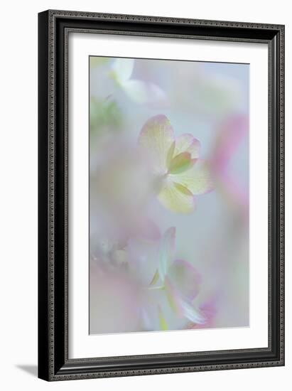 Hydrangea I-Kathy Mahan-Framed Photographic Print