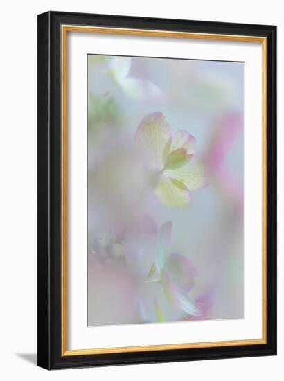 Hydrangea I-Kathy Mahan-Framed Photographic Print