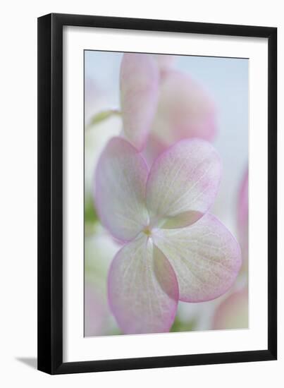 Hydrangea II-Kathy Mahan-Framed Photographic Print